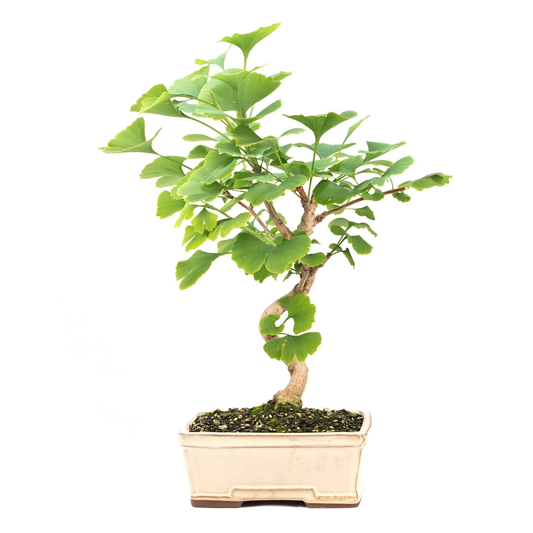 Ginkgo biloba 'Fächerblattbaum'